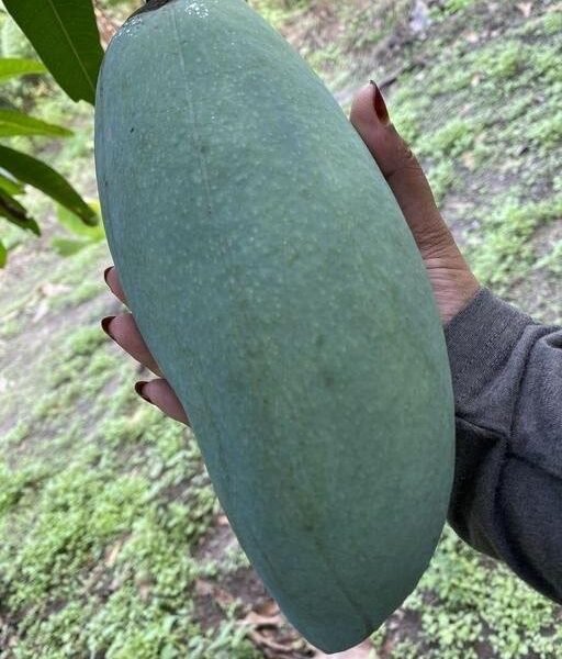 Brunei King 3 Kg Mango ( Grafted )