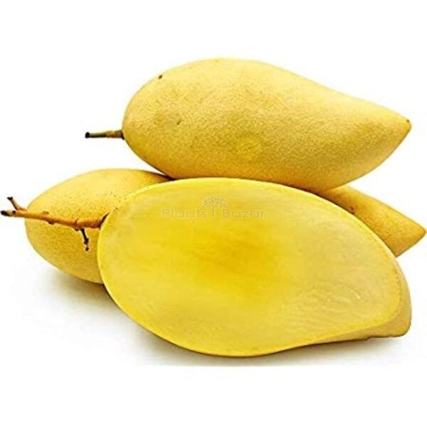 3 Taste Mango ( Grafted )