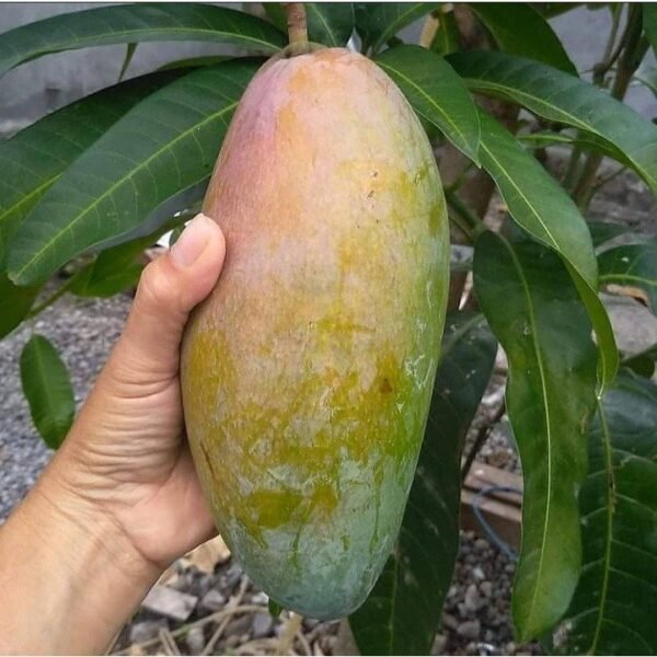 Q Jai Mango ( Grafted )