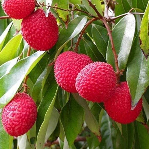 Litchi ( Seedling )