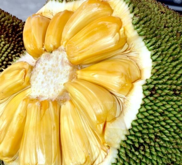 Eviarc Jackfruit (Grafted)