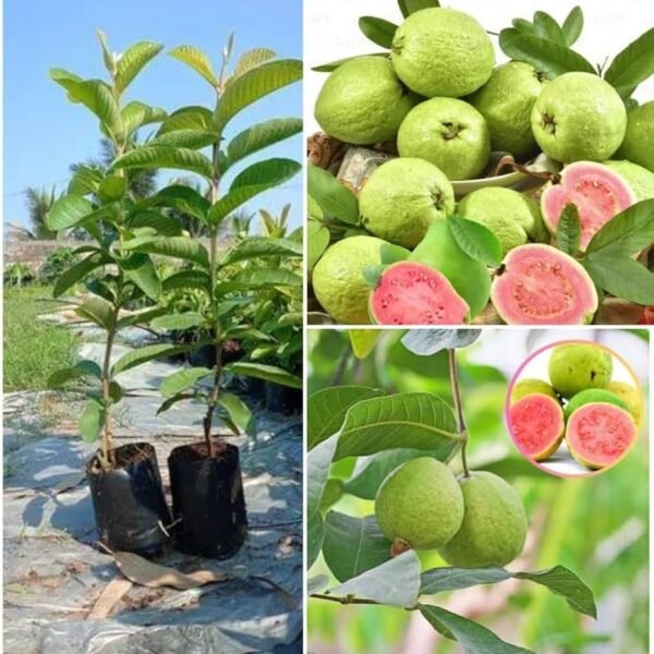 Thaiwan Pink Guava