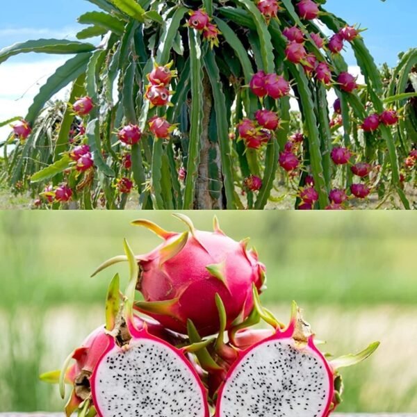 Red Dragon Fruit