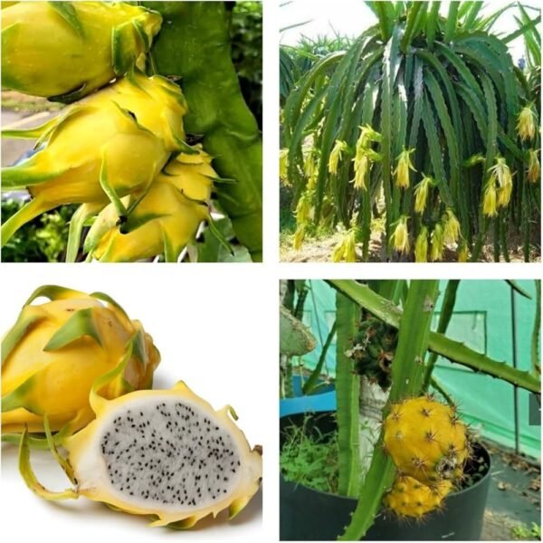 Yellow Dragon fruit
