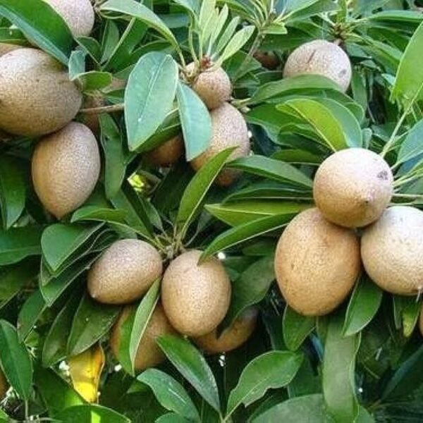 Kalapati sapota / chiku ( Grafted )