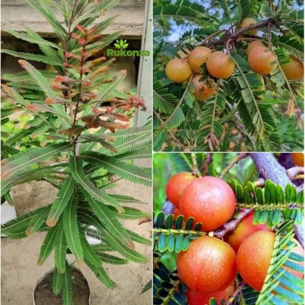 Red Amla ( Grafted )
