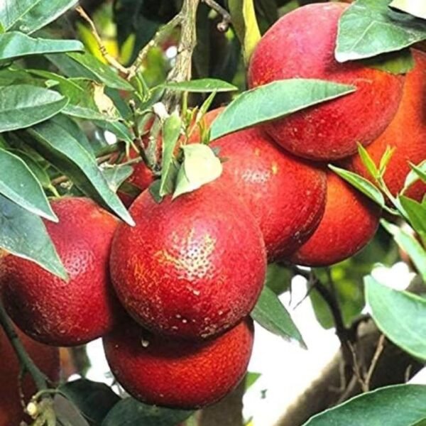 Thai Red lemon ( Grafted )