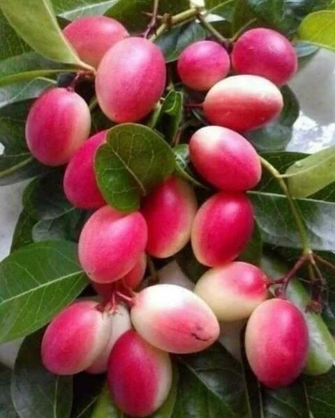 Luvika Cherry ( Seedling )