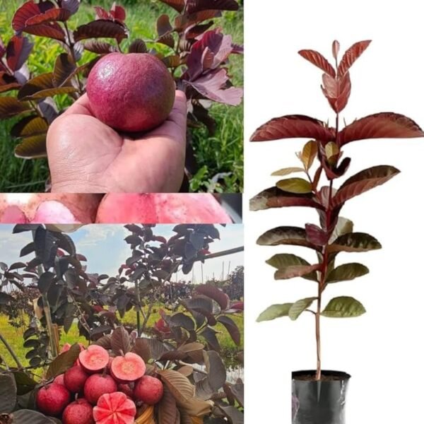 Black Red Guava ( Air Layer )