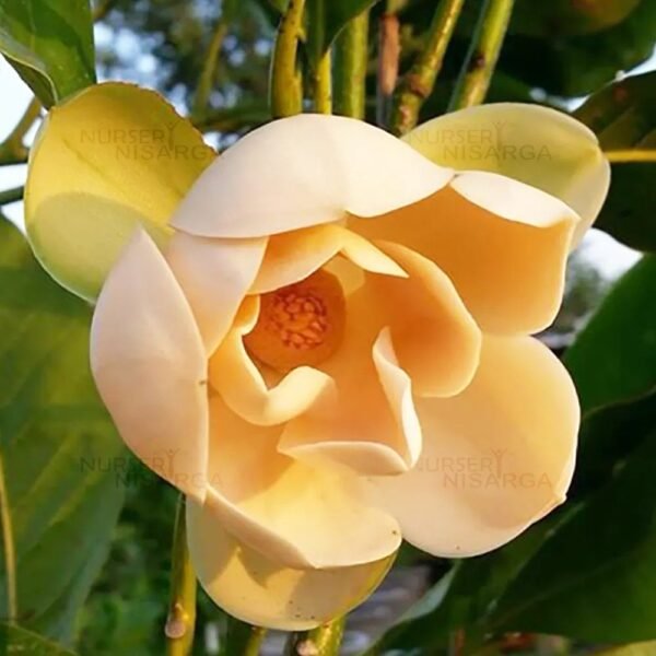 Egg Sampangi ( Michelia champaca ‘Egg’ variety / White Champa )