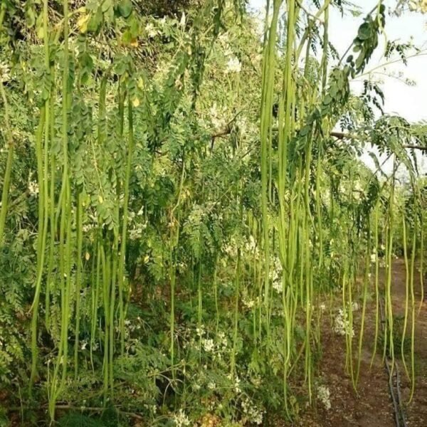 ODC-3 ( Odissi 3 ) Drumstick / Moringa Plant