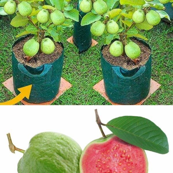 VNR Guava ( Grafted )
