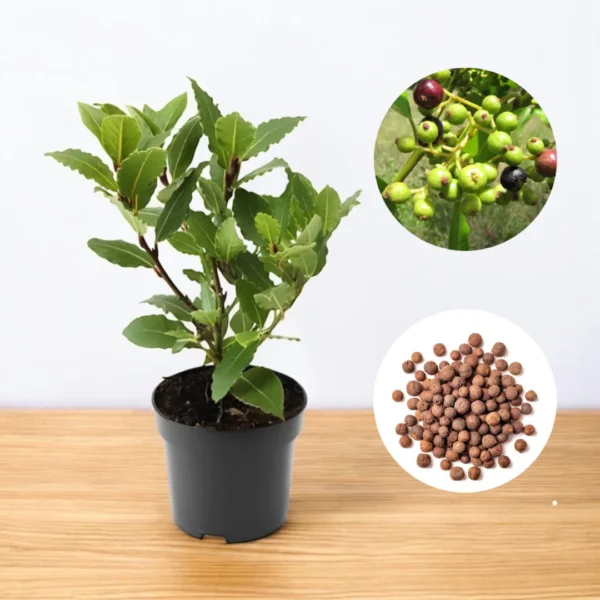 Allspice Plant