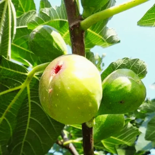 Anjeer (Green Fig)