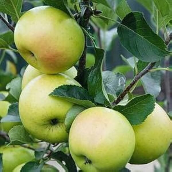 Ball Sundar Green Apple Plant