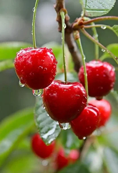 Cherry Plant ( Air Layered )