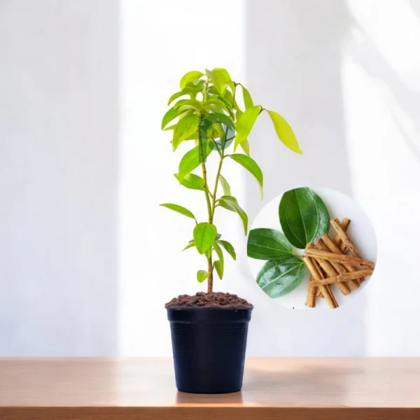 Dalchini / Cinnamon Plant ( Cinnamomum verum )