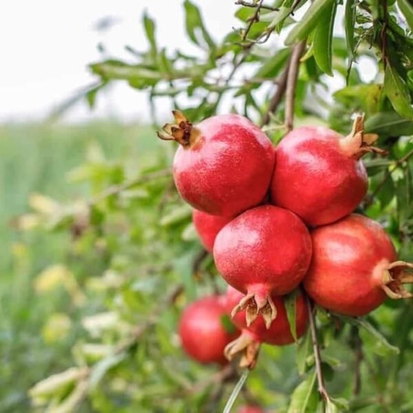 Pomegranate Hybrid