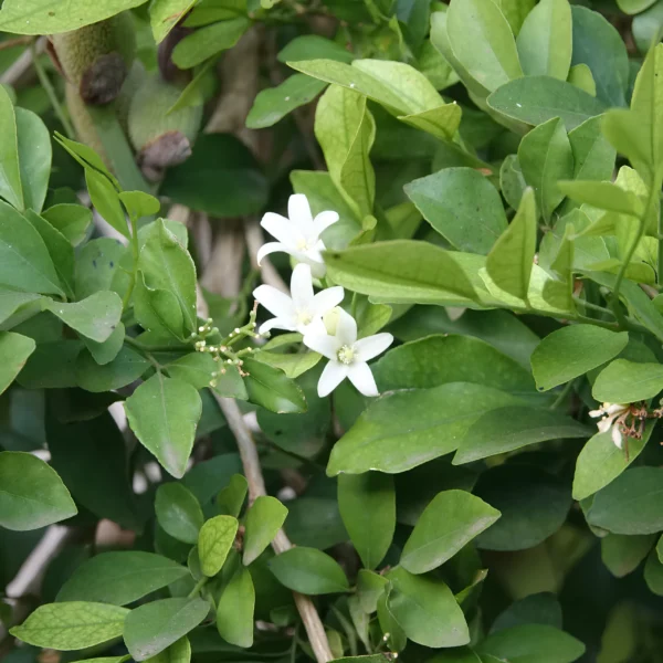 Desi Lily Plant ( Traditional Lily )