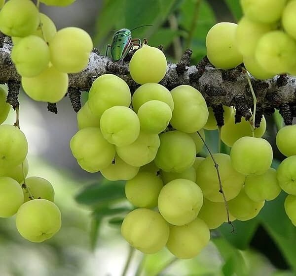 Amla Small ( Seedling )