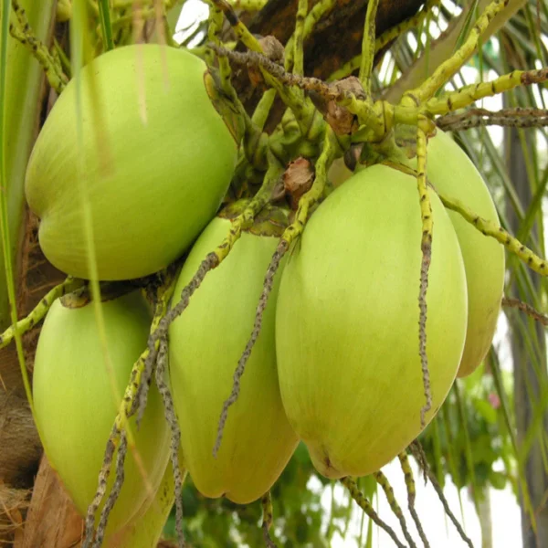Desi Coconut ( Traditional Coconut )