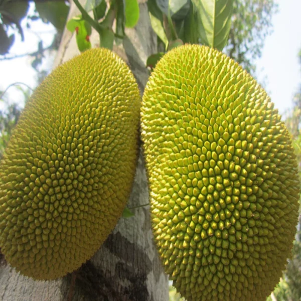 Gumless Jackfruit ( Grafted )