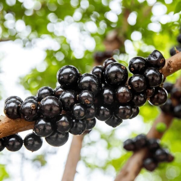 Jabuticaba ( Seedling )