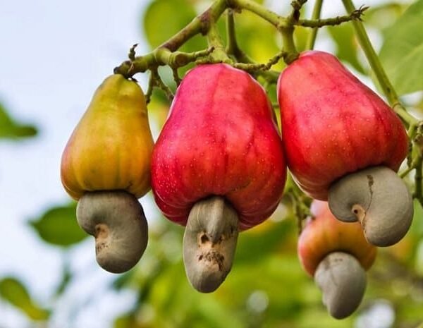 Cashew plant ( Grafted )