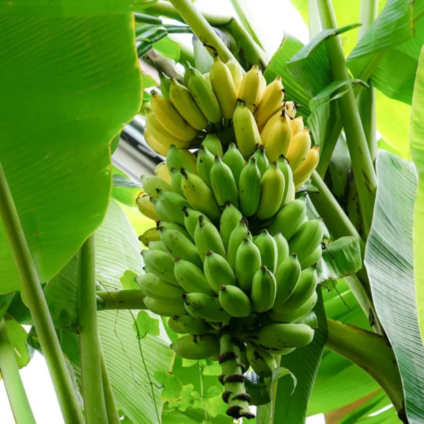 Karpoora Banana ( Karpooravalli )