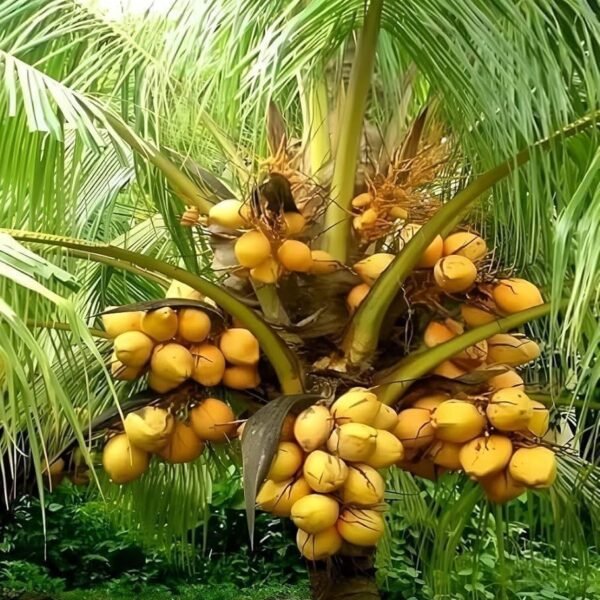 Keralian Coconut ( Kerala Coconut )