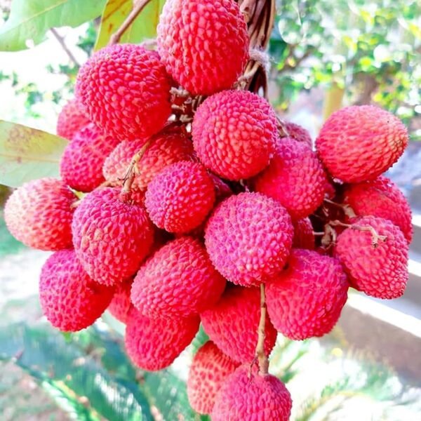 Litchi Plant ( Lychee )