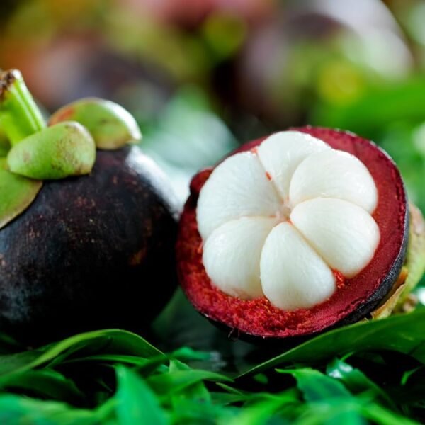 Mangosteen Red ( Seedling )