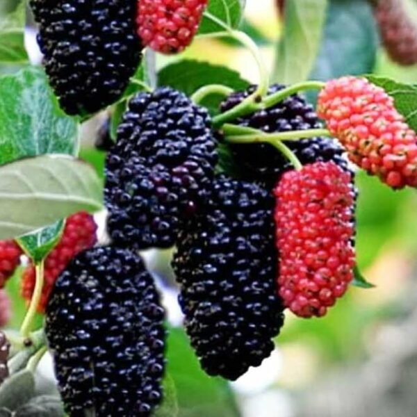 Mulberry Plant ( Grafted )