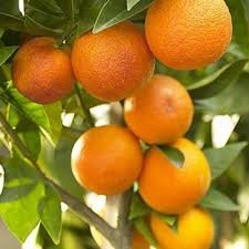 Nagpuri Orange ( Grafted )