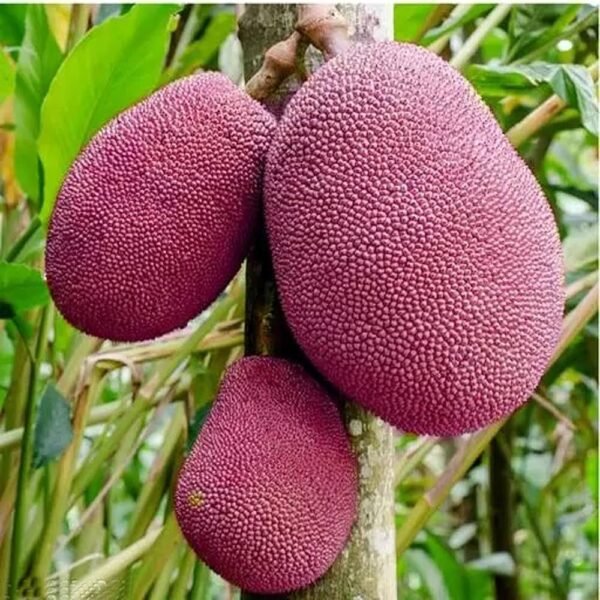 Pink Panas ( Pink Jackfruit )