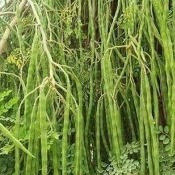 PKM-1 Munaga ( Drumstick / Moringa )