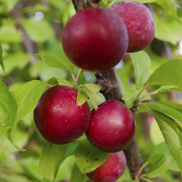 Red Plum