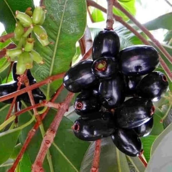 Raj Jamun ( Grafted )