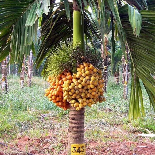 Supari Assam ( Areca Nut )