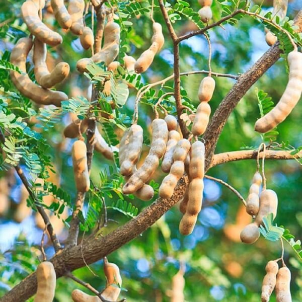 Sweet Tamarind ( Grafted )