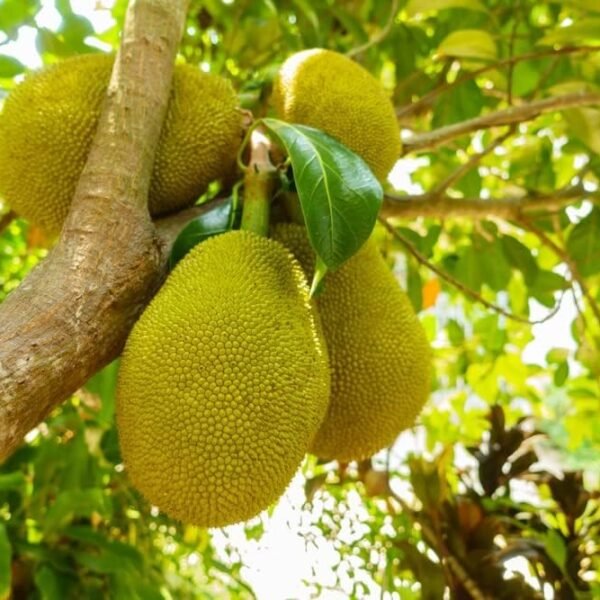 Taba Papara Panas ( Grafted )