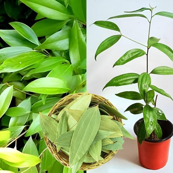 Tej Patta Plant ( Biryani Leaf )