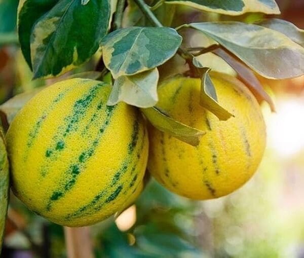 Variegated Malta ( Grafted )