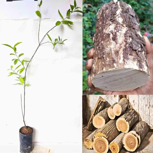 White Sandalwood Plant (Santalum album)