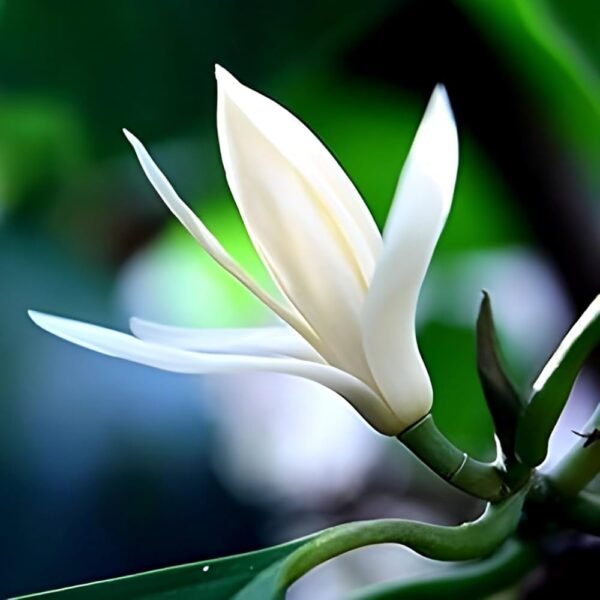 Swarna Champa White ( Grafted )